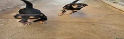 Pinscher Tedesco cani in regalo: Morris: nonnino pinscherino socievole. - Annuncio 11