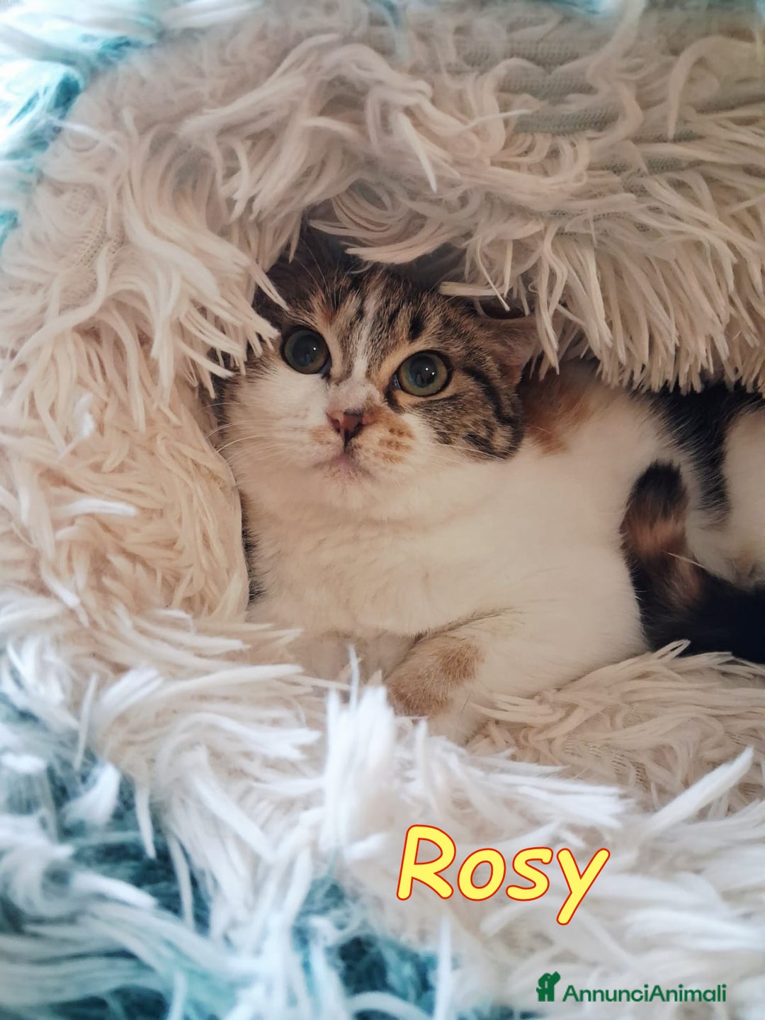 Europeo gatti in regalo: Dory  bellissima   gattina  di  3 mesi  - Annuncio 7