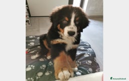 Bovaro del Bernese cani per accoppiamento: BOVARO DEL BERNESE CERCA FIDANZATA a Città Metropolitana di Torino - Immagine 7