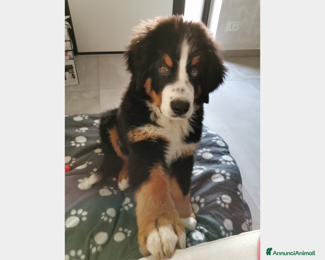 Bovaro del Bernese cani per accoppiamento: BOVARO DEL BERNESE CERCA FIDANZATA a Città Metropolitana di Torino - Immagine 7