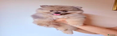 Volpino Pomerania 2