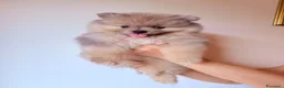 Volpino Pomerania cani in vendita: Volpino Pomerania nano - Annuncio 1