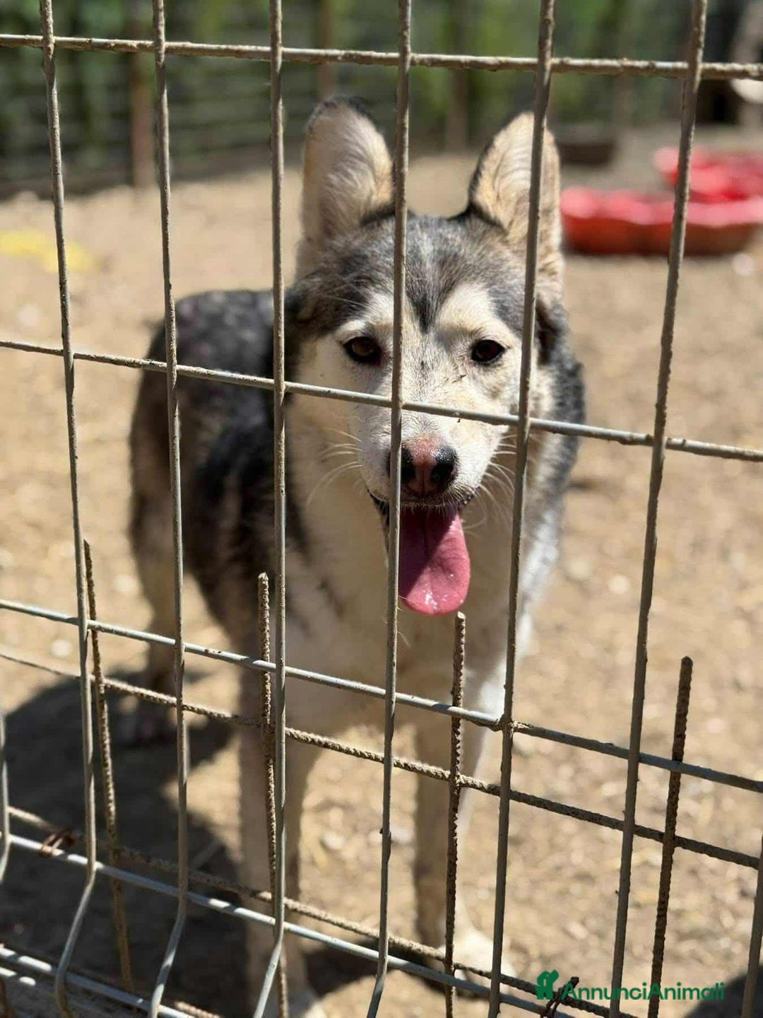 Husky cani in regalo: AKIRA, tenerissima MIX HUSKY! Tg MEDIO CONTENUTA - Annuncio 5