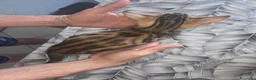 Bengala gatti in vendita: Vendita Cucciolo Bengala  - Annuncio 3