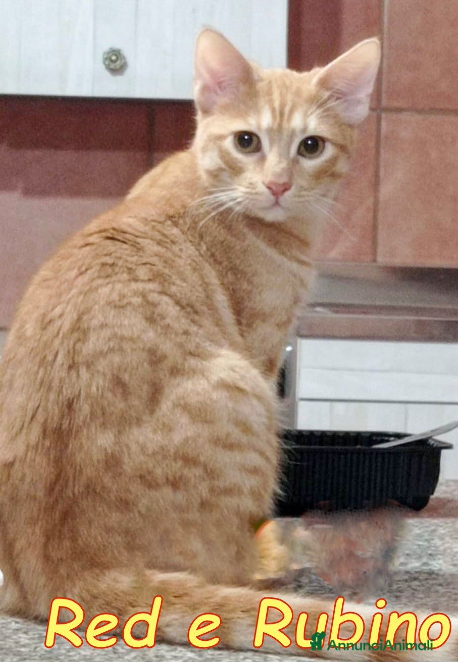 Europeo gatti RED E RUBINO DOLCISSIMI GATTINI ROSSI - Annuncio 2