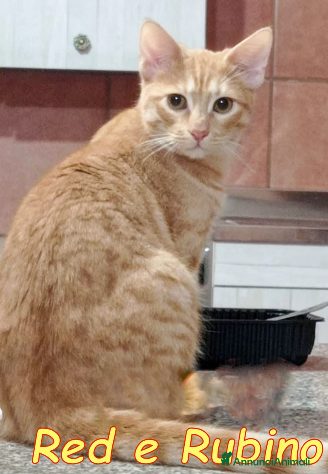 Europeo gatti in regalo: RED E RUBINO DOLCISSIMI GATTINI ROSSI - Annuncio 2