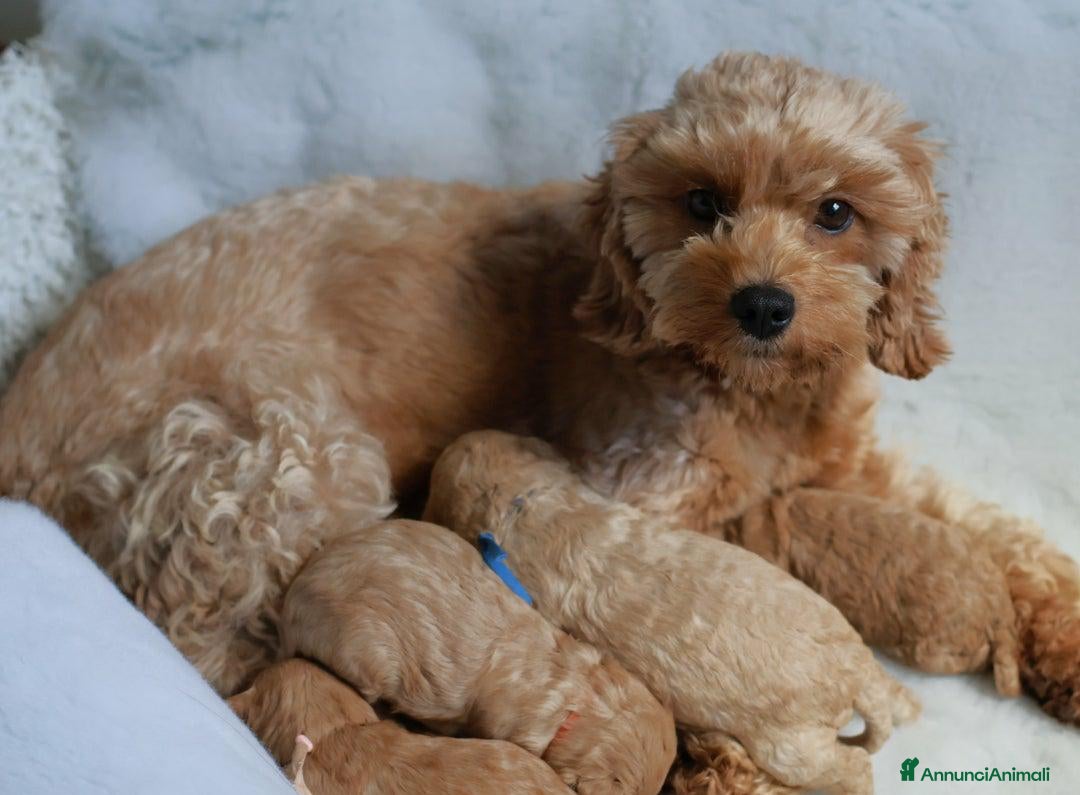 Meticcio cani in vendita: Cuccioli di F1BB Cavapoo Rosso & Crema - Annuncio 8