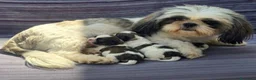 Shihpoo cani in vendita: Shitzu - Annuncio 2