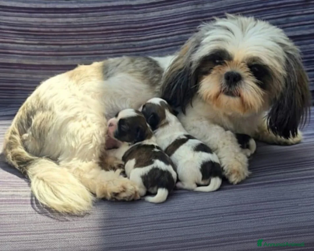 Shihpoo cani in vendita: Shitzu - Annuncio 2