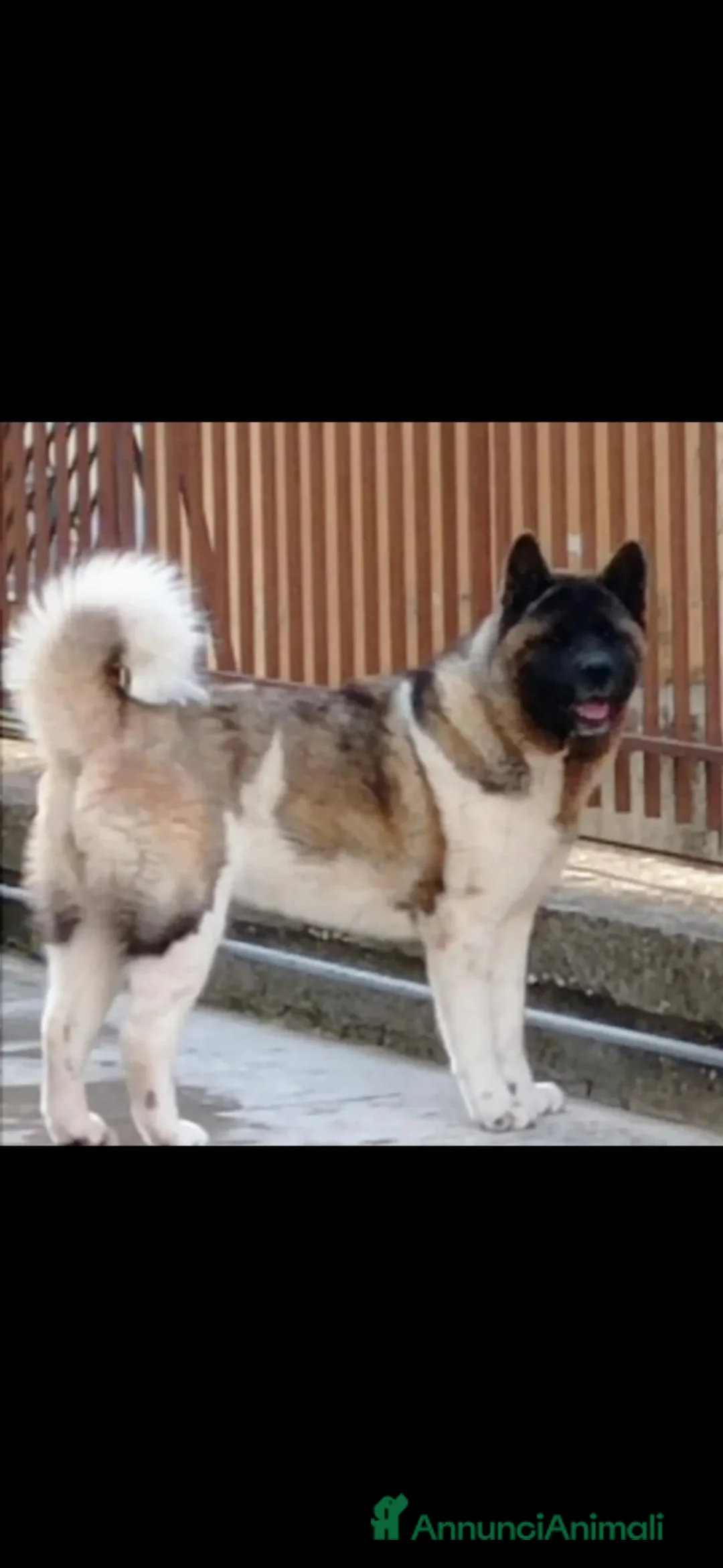 Akita Americano cani in regalo: Akita Americano - Annuncio 3