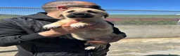 Meticcio cani in regalo: LANA, LUNA, LENA E LILLO - Annuncio 5