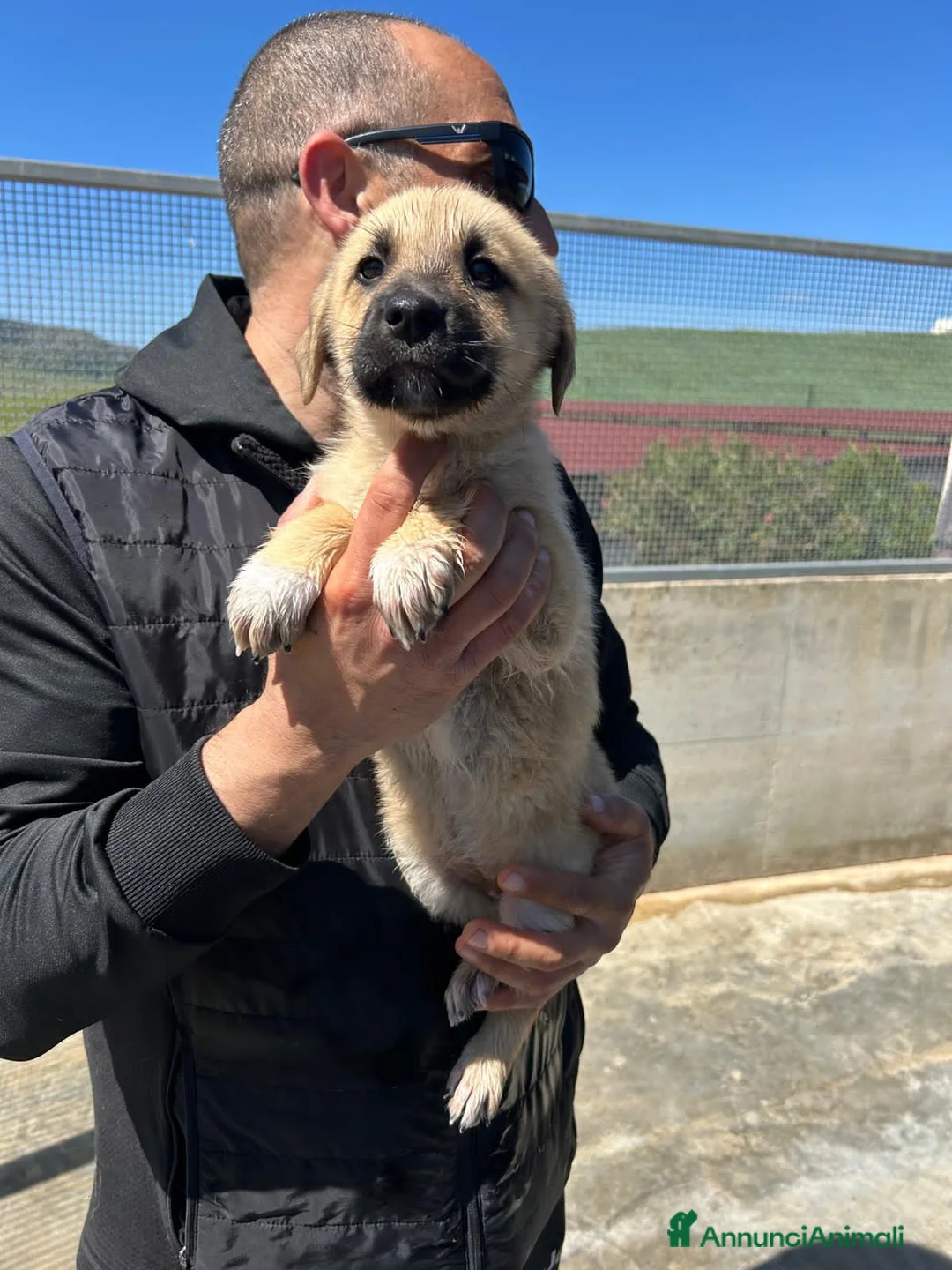Meticcio cani in regalo: LANA, LUNA, LENA E LILLO - Annuncio 5
