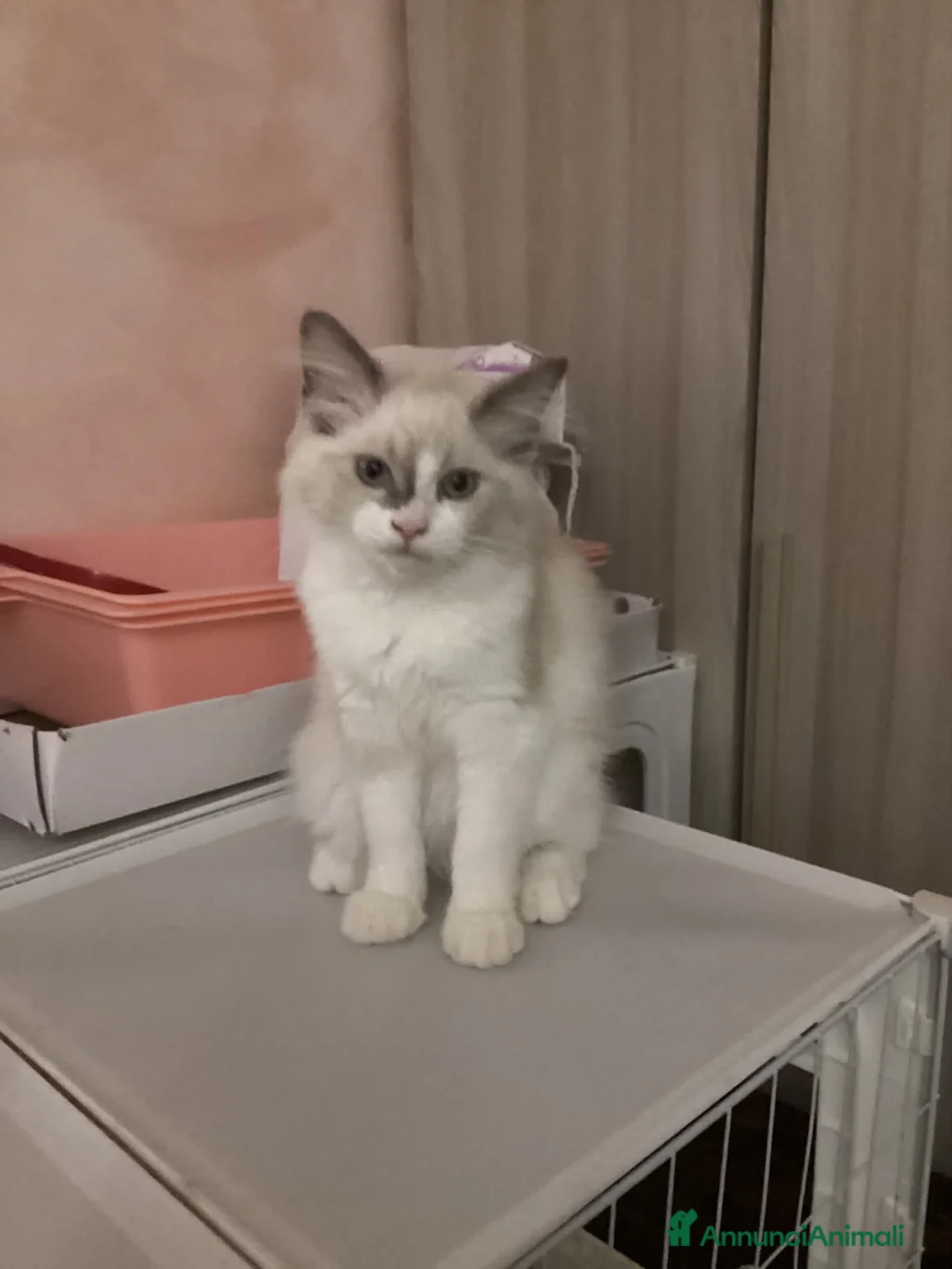 Ragdoll gatti in vendita: Cucciola ragdoll bicolor carattere da bambola - Annuncio 5
