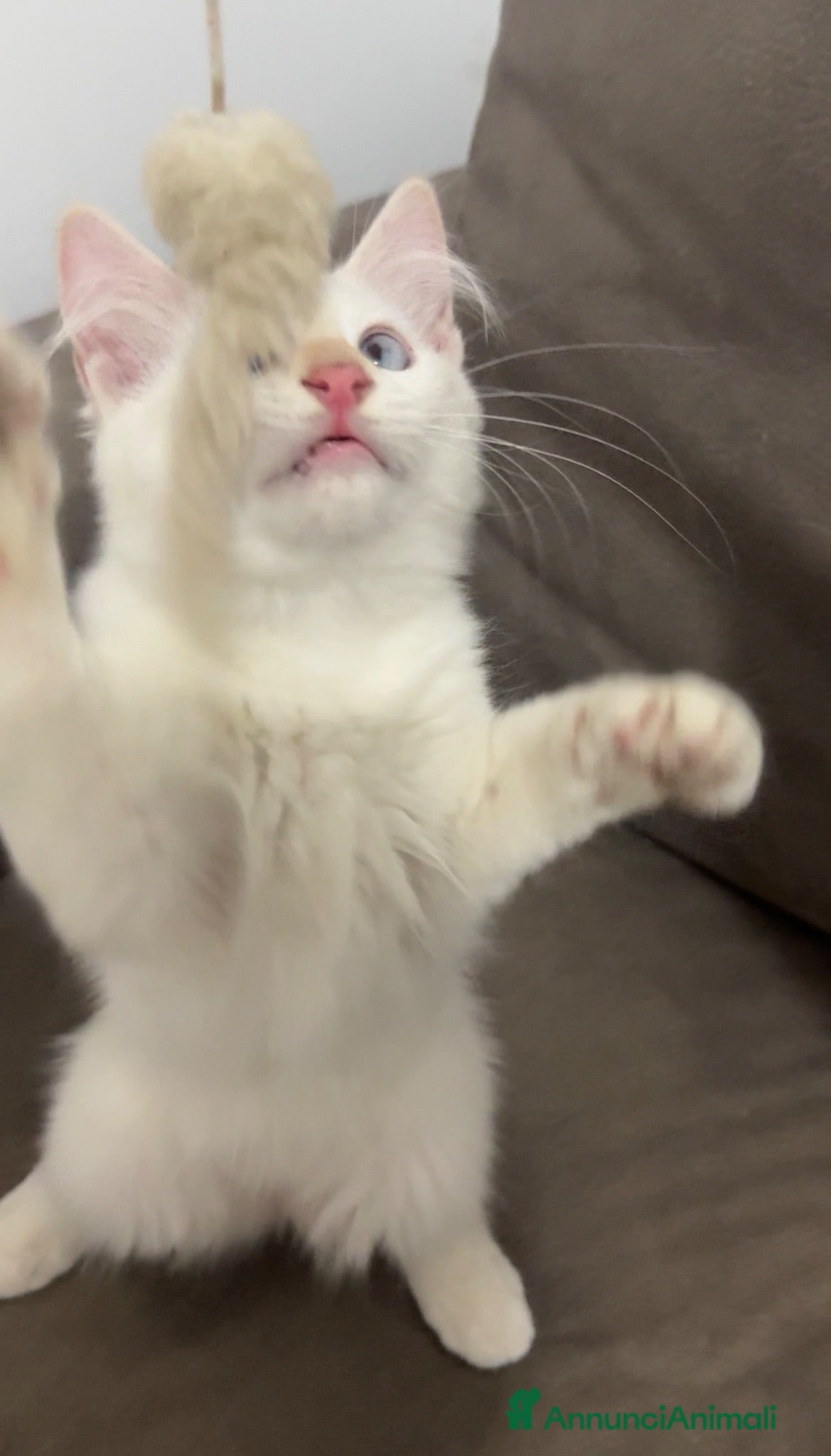 Ragdoll gatti Ragdoll bianco crema  - Annuncio 4