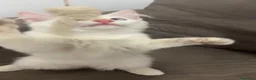 Ragdoll gatti in vendita: Ragdoll bianco crema  - Annuncio 1