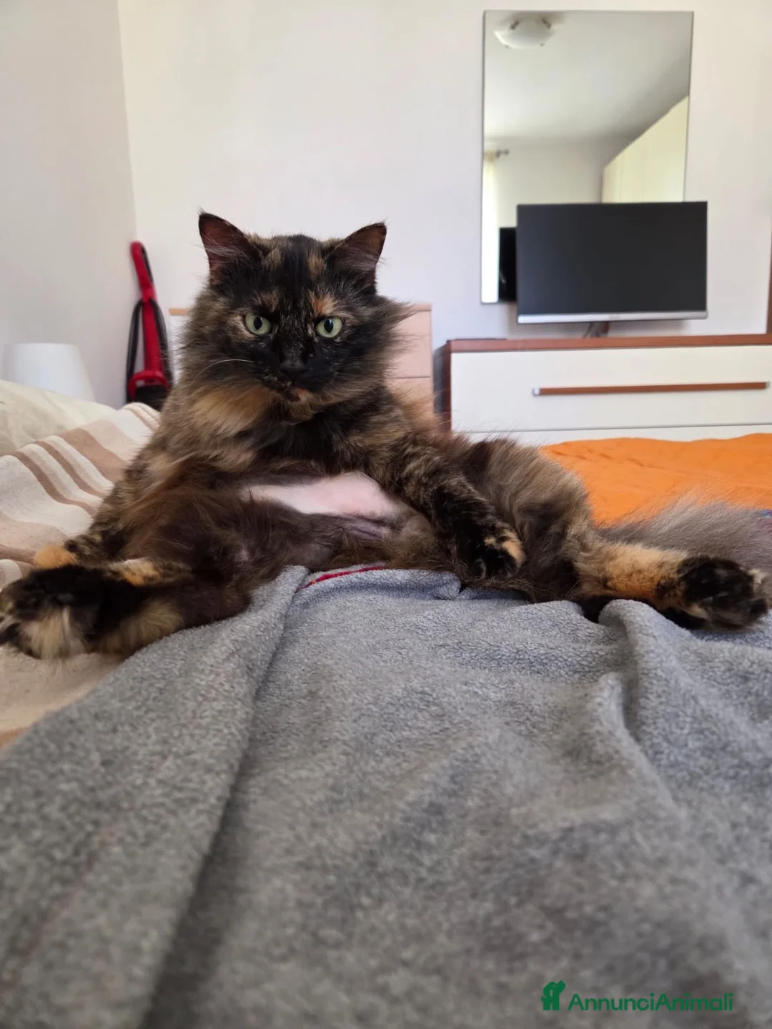 Meticcio gatti in regalo: GATTO TIMIDO  - Annuncio 3