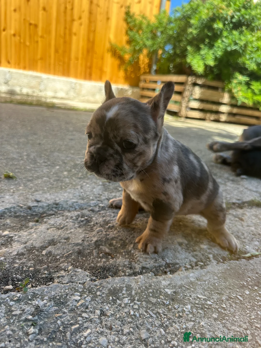 Bulldog Francese cani in vendita: bulldog francese  - Annuncio 2