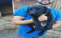 Labrador cani in vendita: Cuccioli di Labrador a Città metropolitana di Roma Capitale - Immagine 6