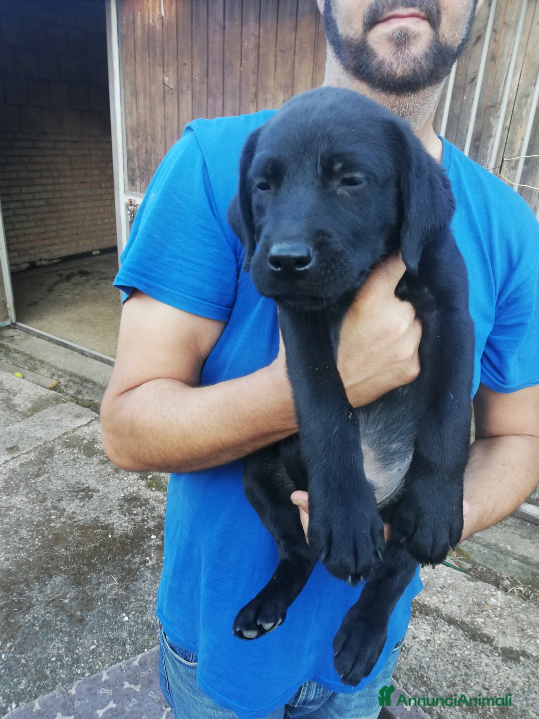 Labrador cani in vendita: Cuccioli di Labrador a Città metropolitana di Roma Capitale - Immagine 6