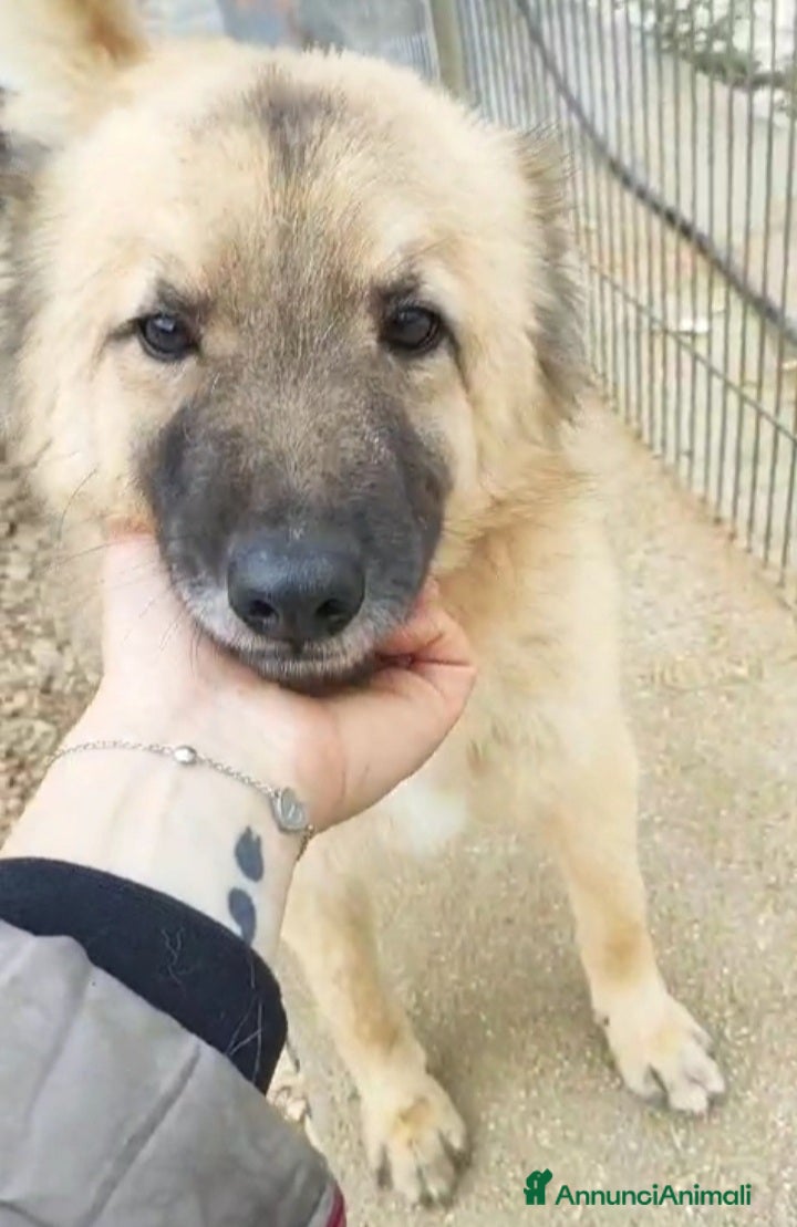 Meticcio cani Brando/Ennio 3anni da cuccioli in box Prov.BARI a Città metropolitana di Milano - Annuncio 1