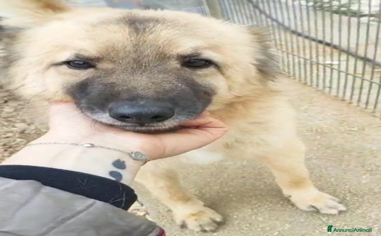 Meticcio cani a Città metropolitana di Milano - Annuncio 7