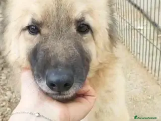 Meticcio cani Brando/Ennio 3anni da cuccioli in box Prov.BARI - Annuncio 7