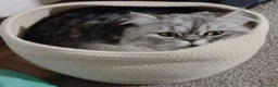 Scottish gatti in vendita: Scottish fold/straight  a Provincia di Padova - Annuncio 3