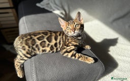 Bengala gatti in vendita: Cuccioli Bengala alta genealogia  a Provincia di Varese - Immagine 4