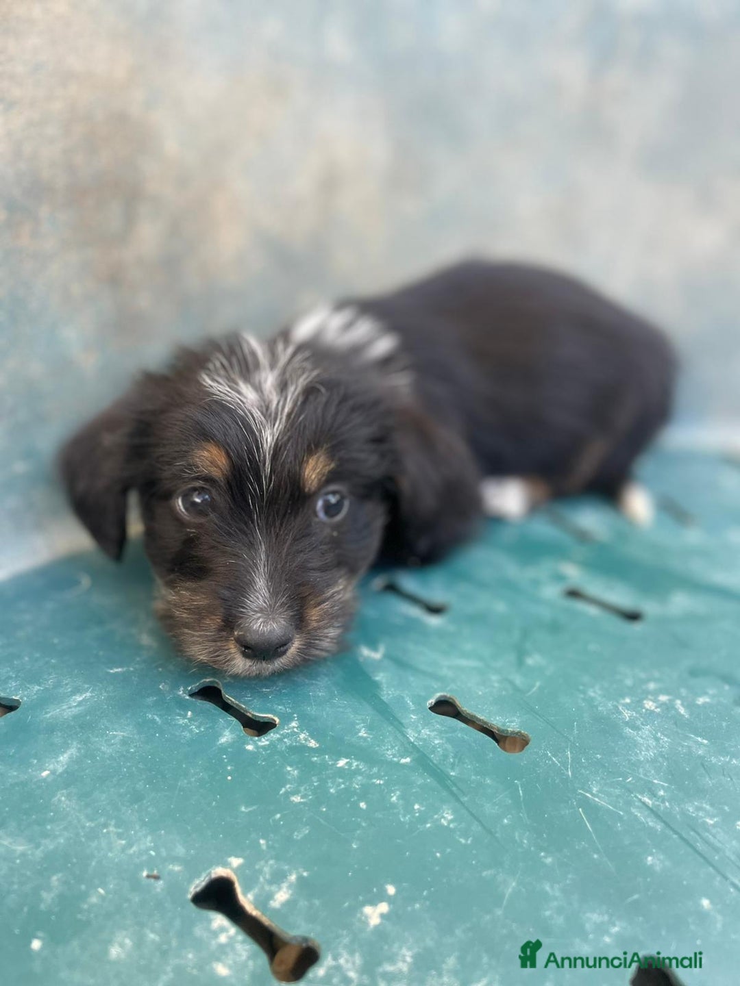 Meticcio cani in regalo: LE PIETRE PREZIOSE - Annuncio 7