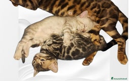 Bengala gatti in vendita: Cuccioli Bengala  - Immagine 17