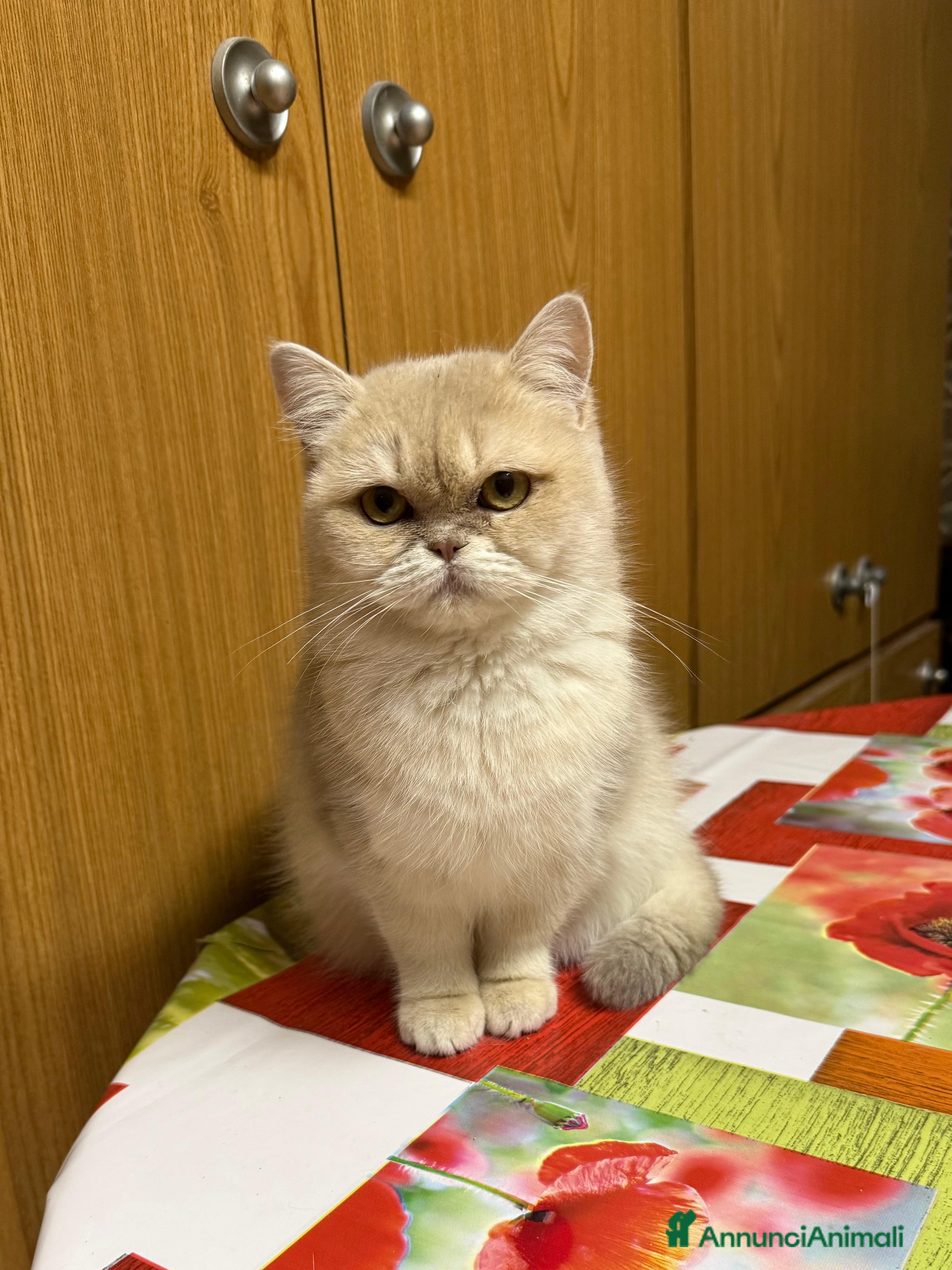 British gatti British femmina lilac Golden  - Annuncio 8