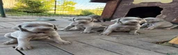 Weimaraner cani in vendita: Cucciolata di 6 Weimaraner  - Annuncio 12