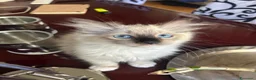 Ragdoll gatti in vendita: Bellissimo cucciolo di ragdoll - Annuncio 5