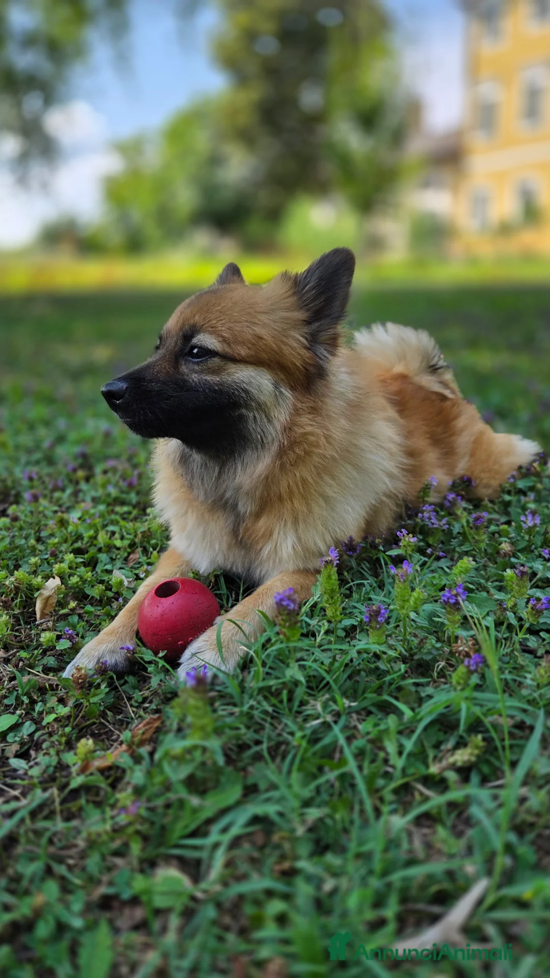 Meticcio cani in vendita: Pomapoo (barboncino, spitz, volpino) - Annuncio 1