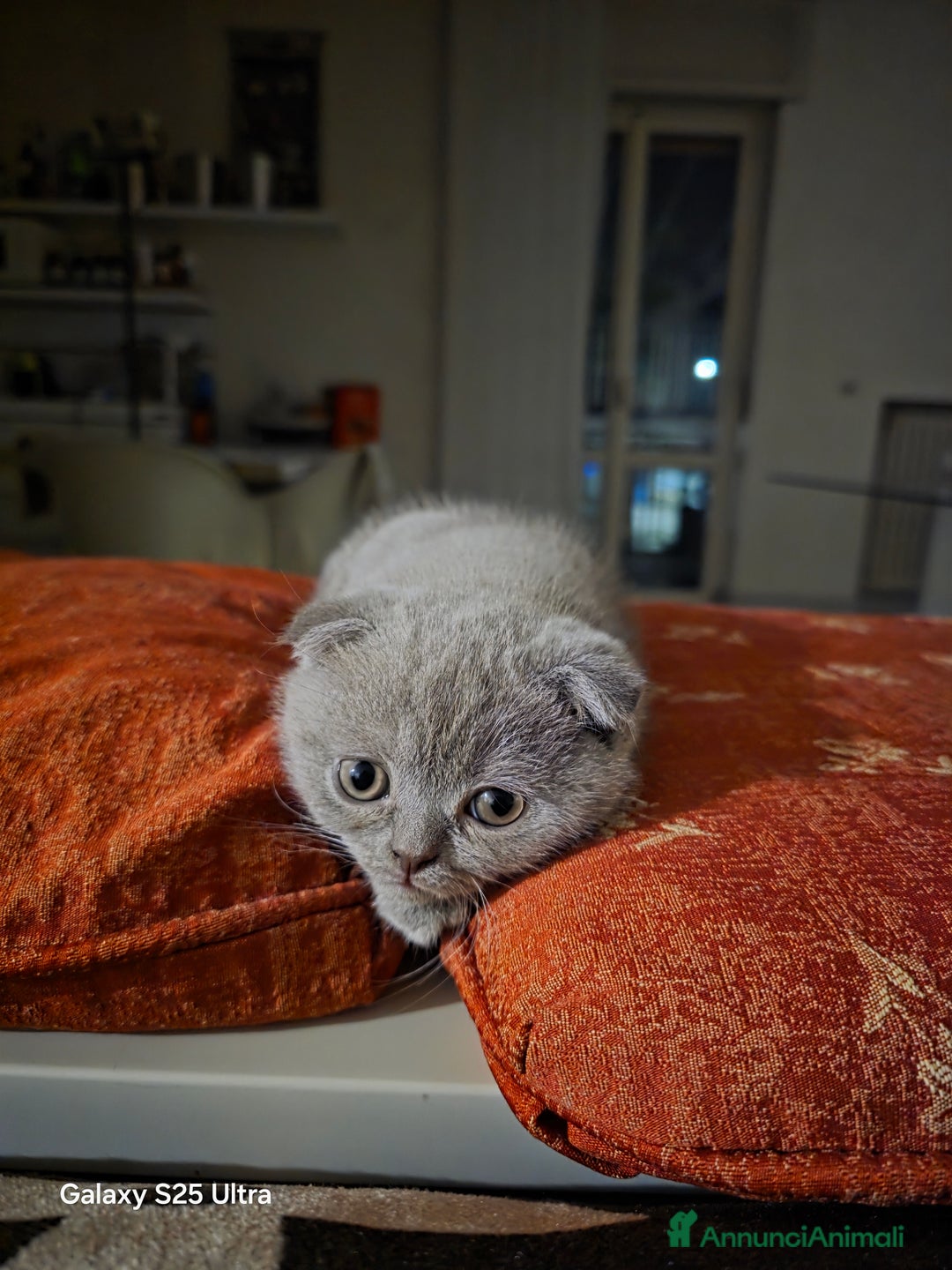 British gatti in vendita: British a Provincia di Biella - Immagine 10