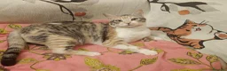 Meticcio gatti in regalo: IRIDELLA, gattina per adozione del cuore. - Annuncio 8