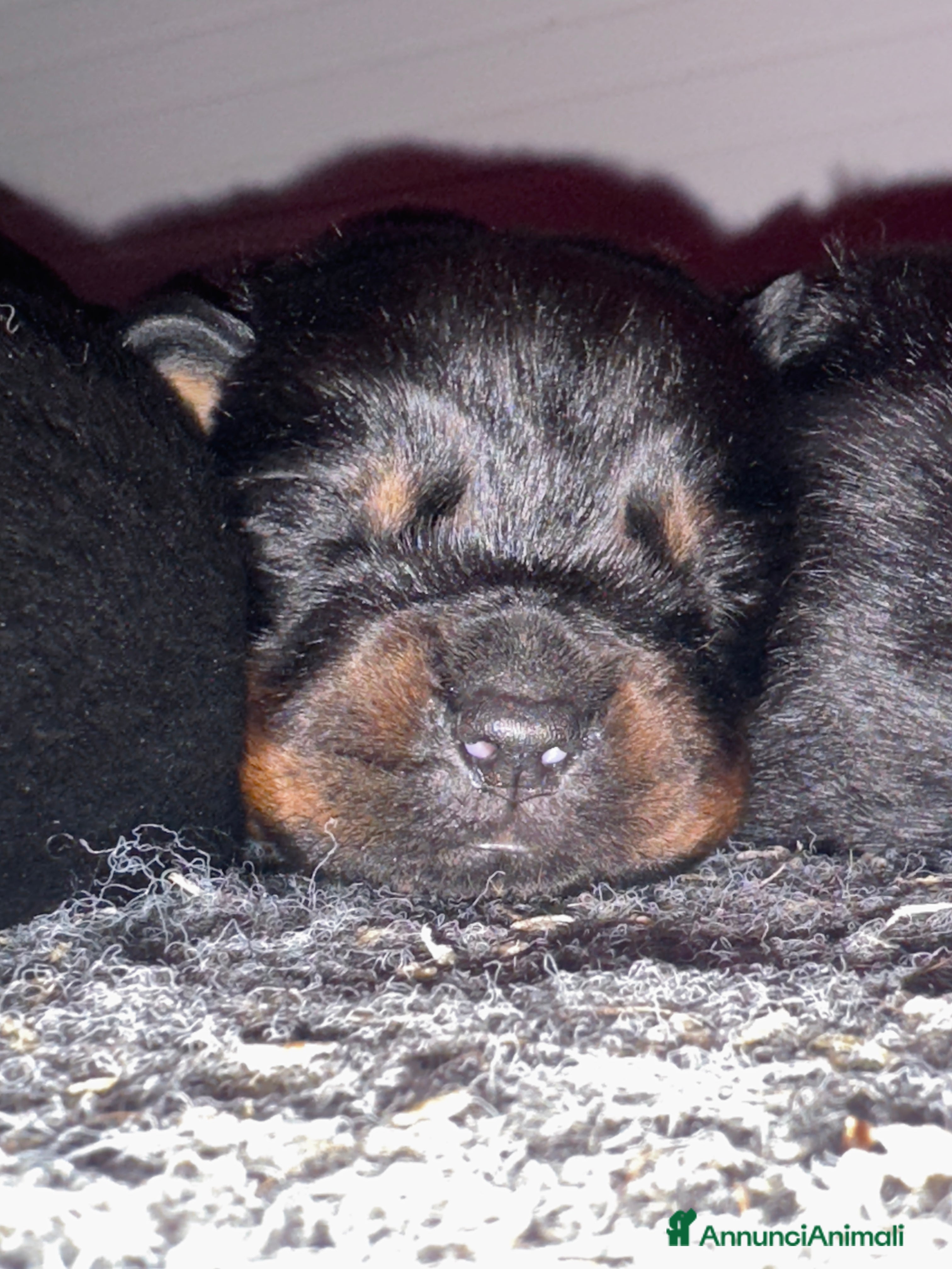 Rottweiler cani Cuccioli di rottweiler - Annuncio 4