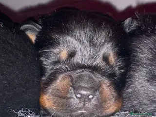 Rottweiler cani Cuccioli di rottweiler - Annuncio 4