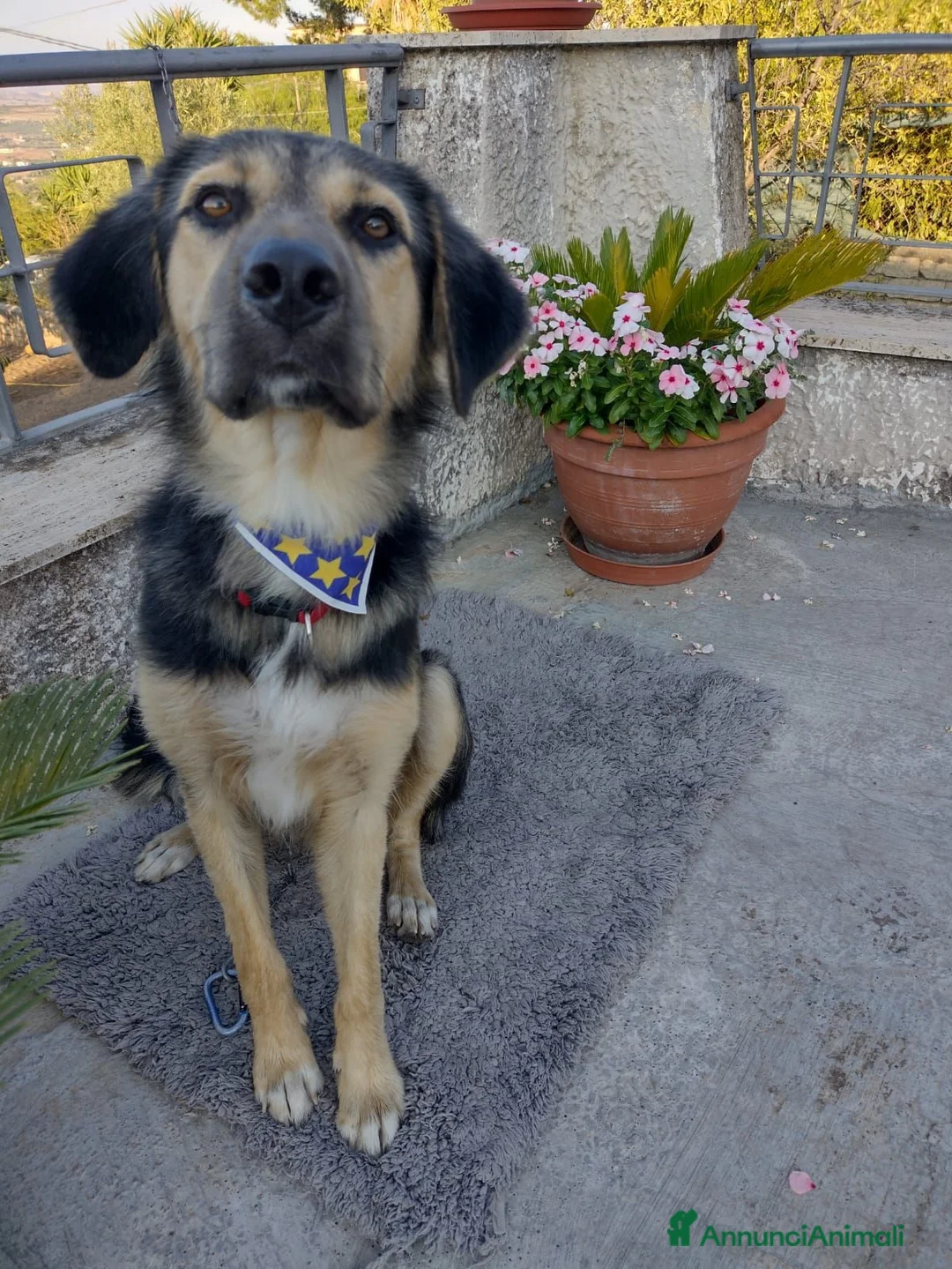 Pastore Tedesco cani in regalo: Ciao a tutti da Remì!Splendido Simil pastore (CT) - Annuncio 12