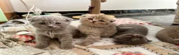 British gatti in vendita: gattini Scottish Fold e British Shorthair - Annuncio 6
