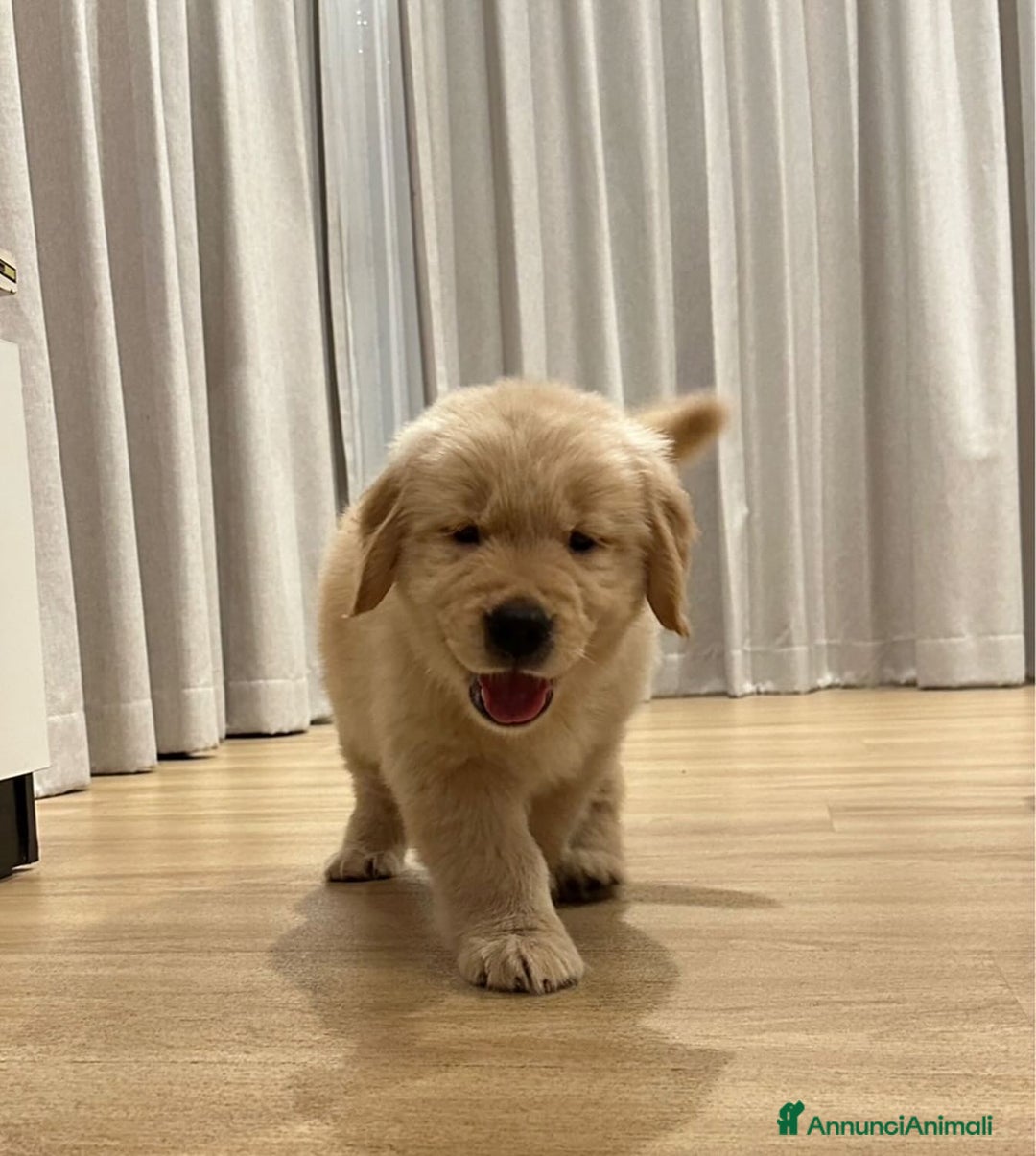 Golden Retriever cani in regalo: Cuccioli di Golden Retriever di razza pura  - Annuncio 4