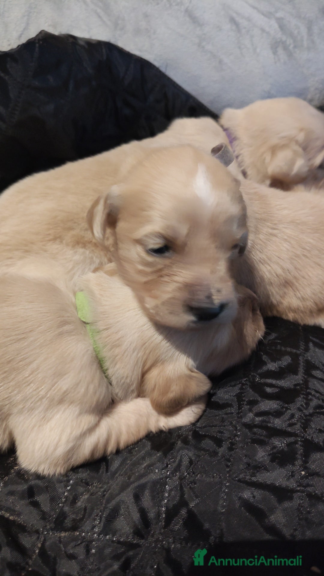 Golden Retriever cani in vendita: Golden retriever  - Annuncio 10