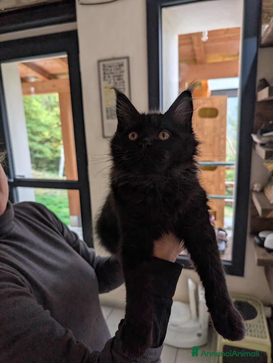 Maine Coon gatti in vendita: Cucciole di Maine Coon blue smoke e nera - Annuncio 7