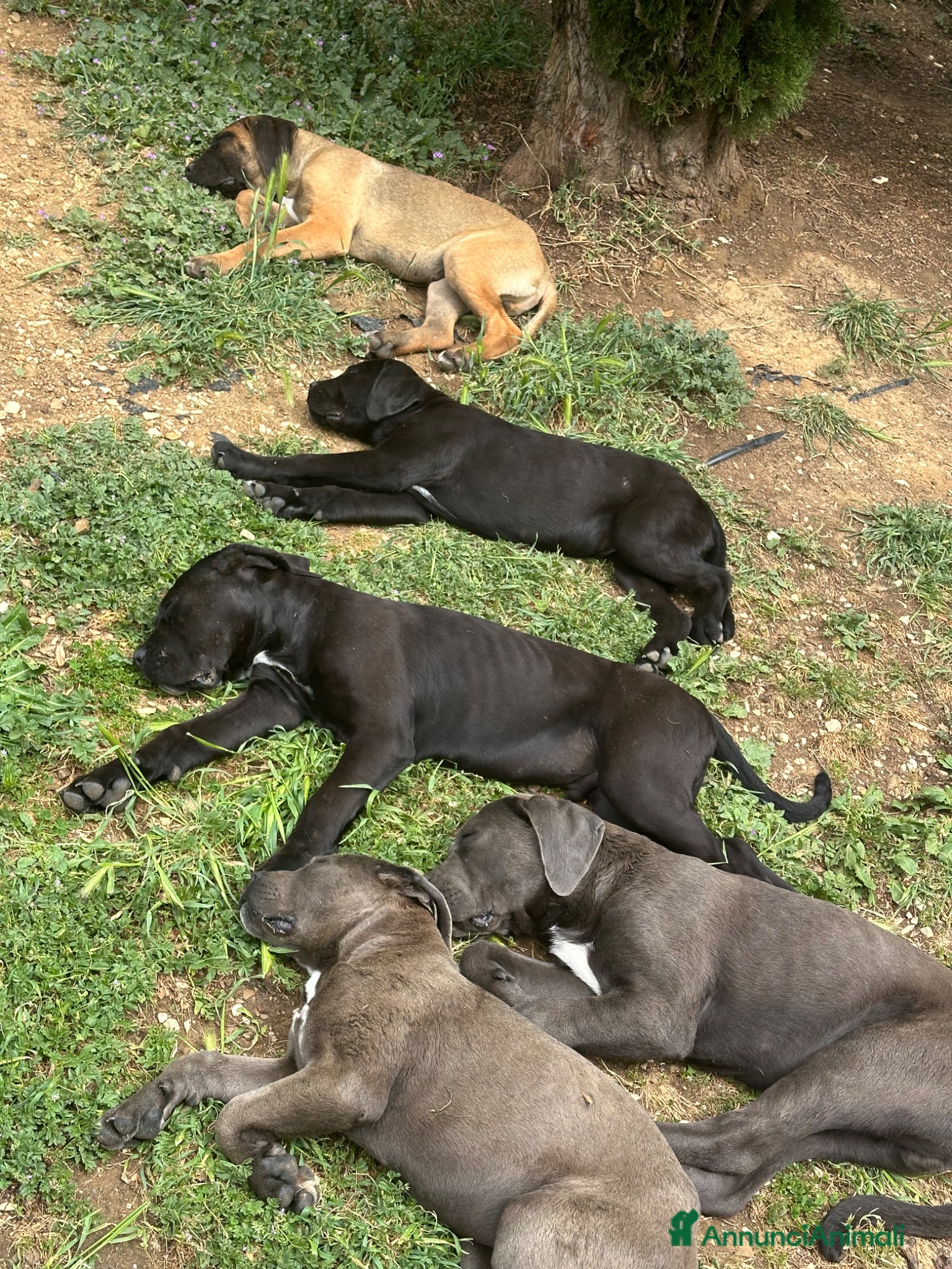 Cane Corso cani Vendo cuccioli cane corso - Annuncio 1