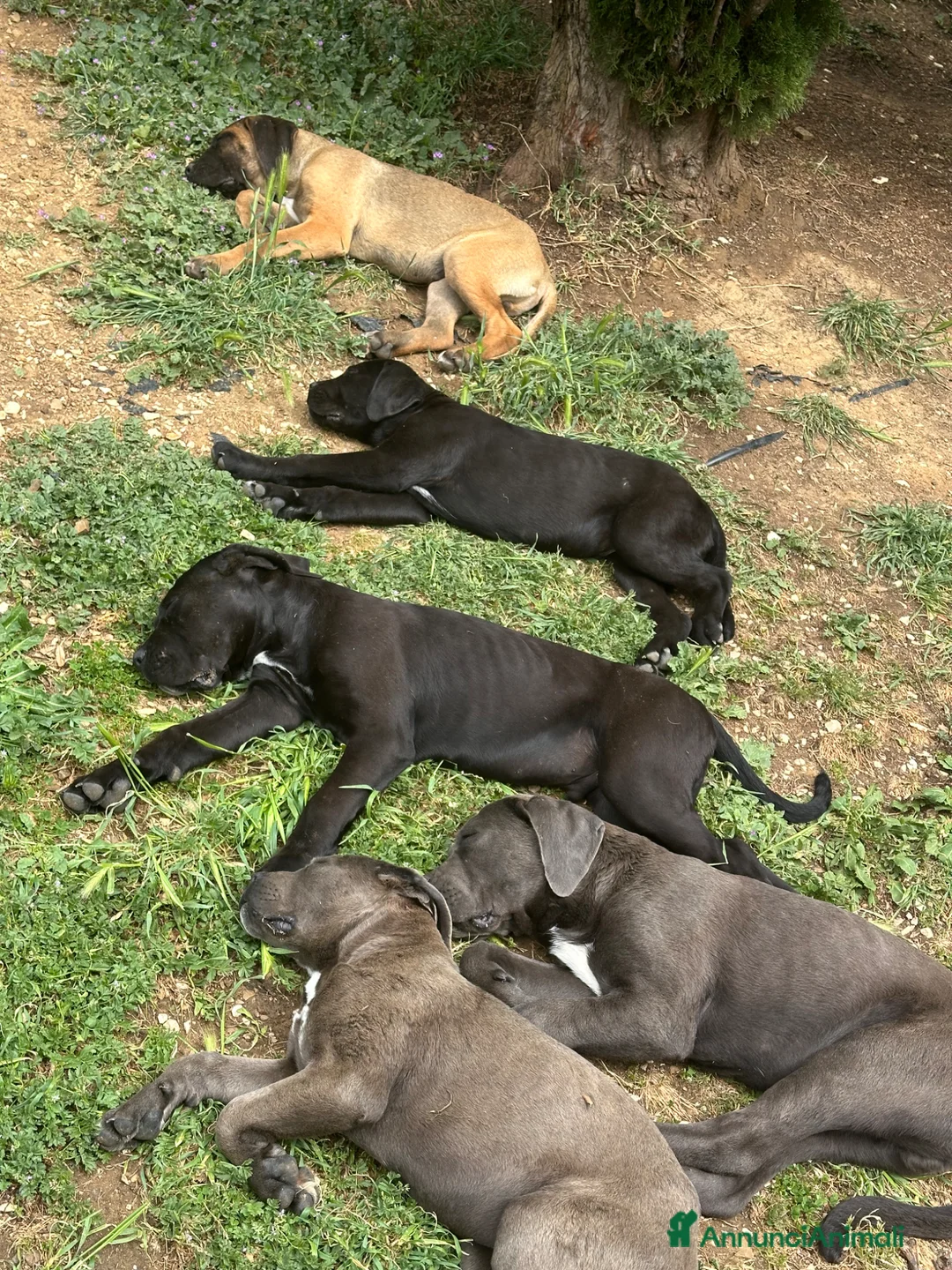 Cane Corso cani in vendita: Vendo cuccioli cane corso - Annuncio 1