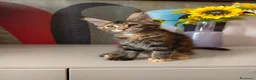 Maine Coon gatti in vendita: Bellissima cucciola Maine coon  - Annuncio 3