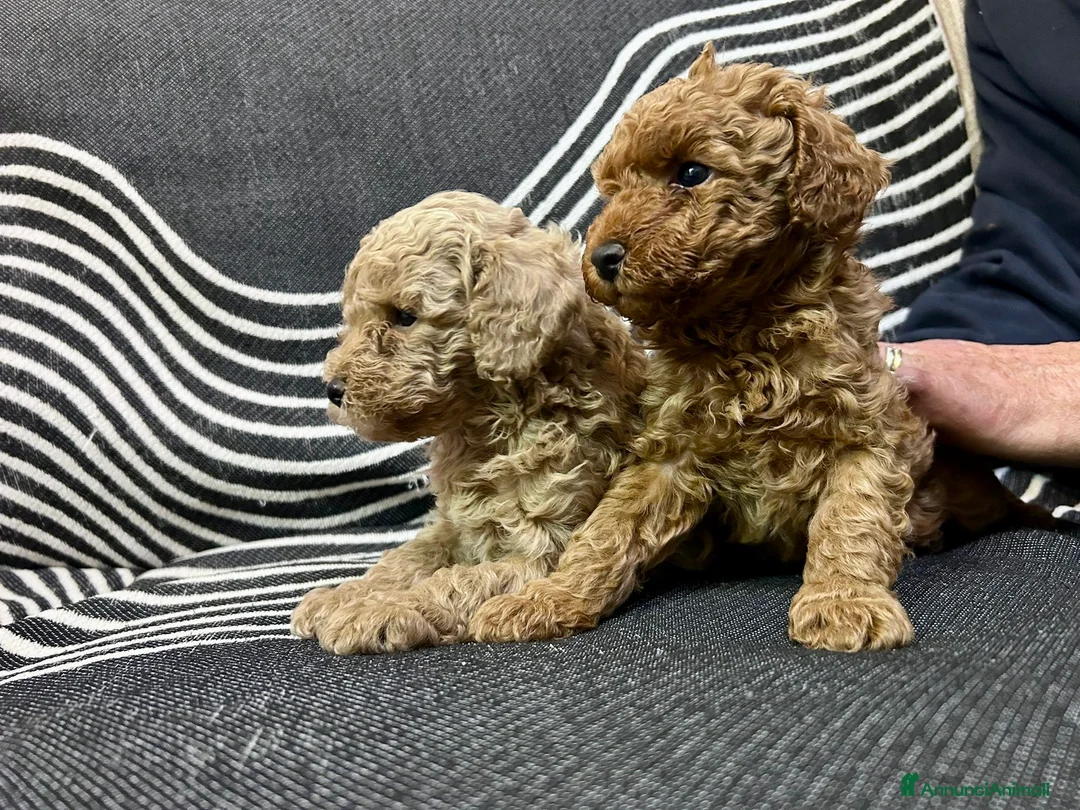 Barboncino Toy cani in vendita: 2 Barboncini Taglia Nano Maschi - Annuncio 1