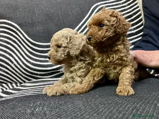 Barboncino Toy cani 2 Barboncini Taglia Nano Maschi - Annuncio 5