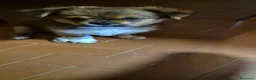 Pechinese cani in vendita: Cuccioli  - Annuncio 1