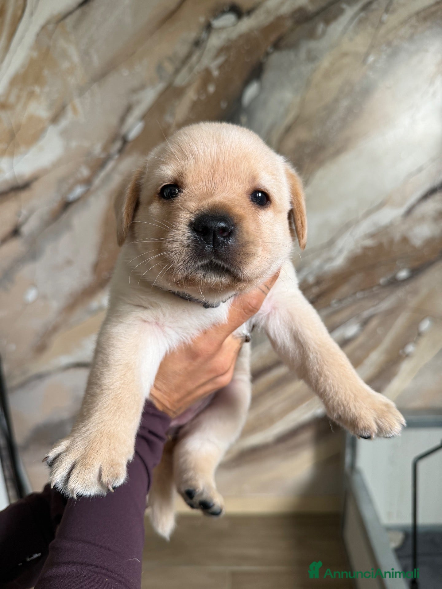 Labrador cani Cuccioli di Labrador Retriever Allevamento profess - Annuncio 2